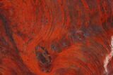 Polished Stromatolite (Collenia) - Minnesota #126100-1